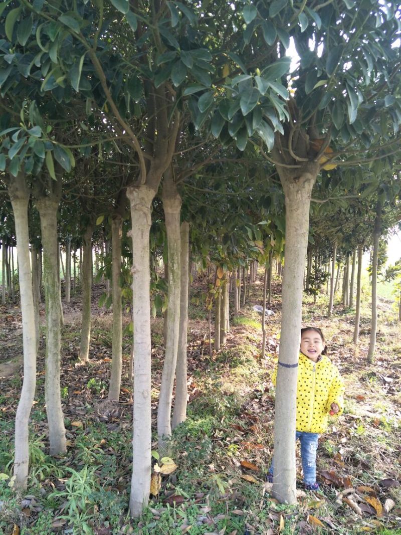 广玉兰6~8cm