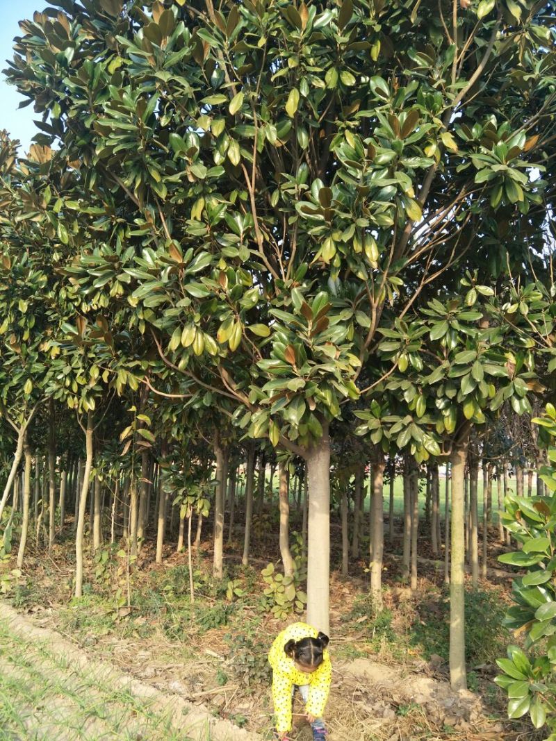 广玉兰6~8cm