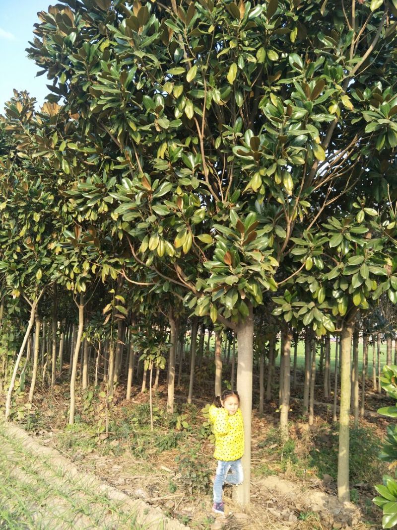 广玉兰6~8cm