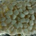 扇贝食用鲜活20~30只/kg