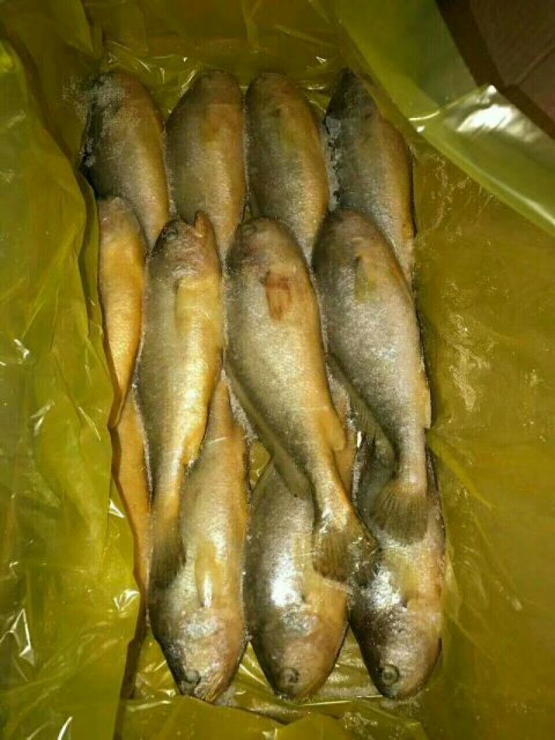 黄鱼食用