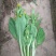 白菜苔20~30厘米