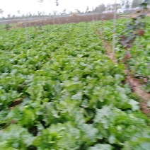 秦白2号白菜4~6斤净菜