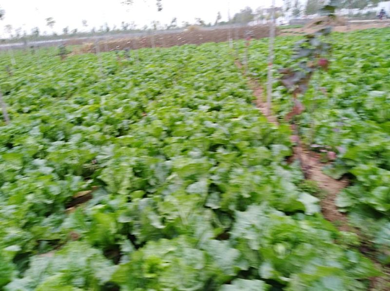秦白2号白菜4~6斤净菜