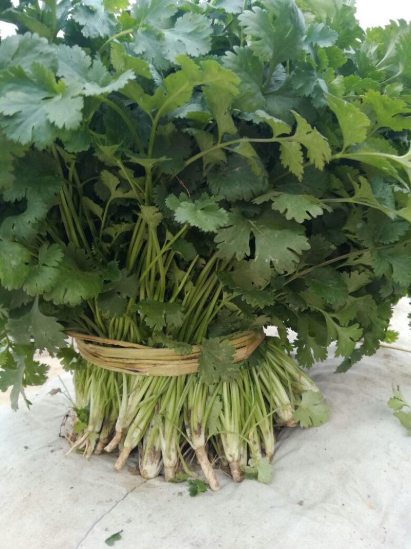 【产地直发】河北精品香菜，20~30厘米，千亩基地直发