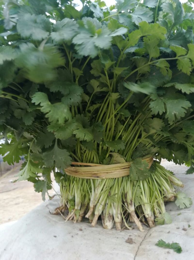 【产地直发】河北精品香菜，20~30厘米，千亩基地直发