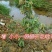 无核荔枝苗桂味荔枝,冰枝,仙进奉荔枝,飞仔笑当年挂果
