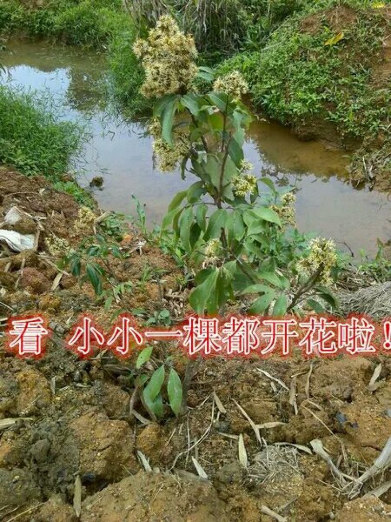 无核荔枝苗桂味荔枝，冰枝，仙进奉荔枝，飞仔笑当年挂果