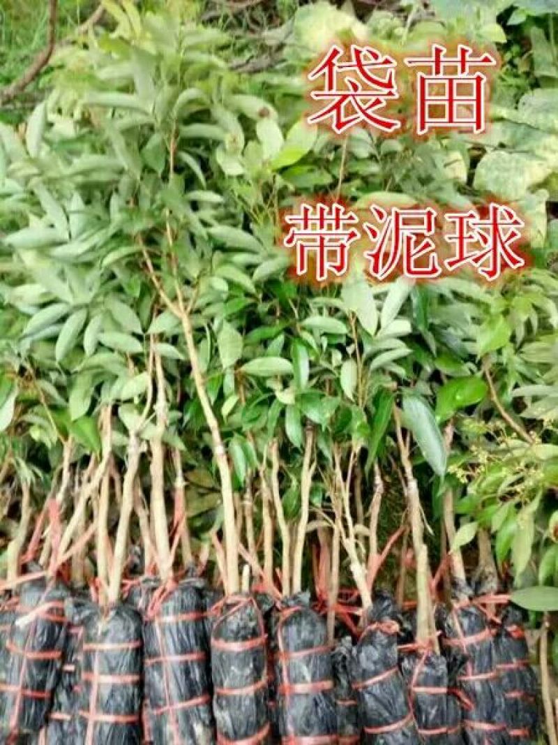 无核荔枝苗桂味荔枝，冰枝，仙进奉荔枝，飞仔笑当年挂果