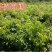 无核荔枝苗桂味荔枝,冰枝,仙进奉荔枝,飞仔笑当年挂果
