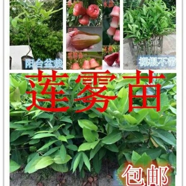 莲雾种苗阳台家庭后院盆栽种植成活率高产量高，死苗包讣