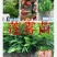 莲雾种苗阳台家庭后院盆栽种植成活率高产量高，死苗包讣