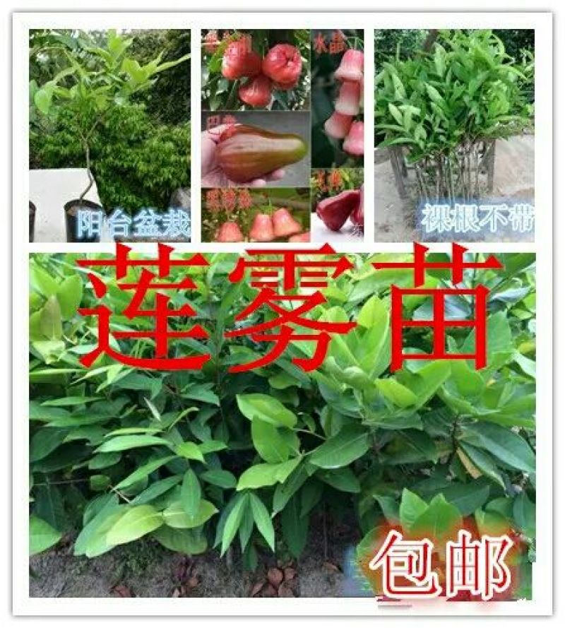 莲雾种苗阳台家庭后院盆栽种植成活率高产量高，死苗包讣