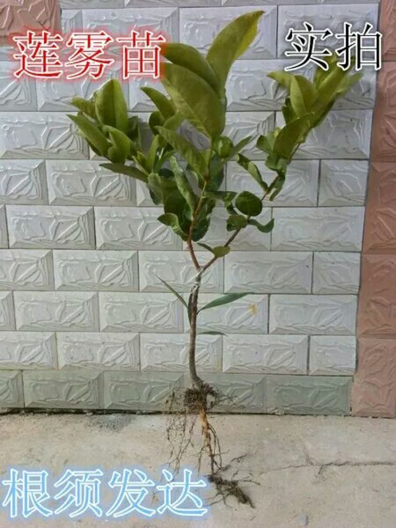莲雾种苗阳台家庭后院盆栽种植成活率高产量高，死苗包讣