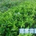 莲雾种苗阳台家庭后院盆栽种植成活率高产量高，死苗包讣