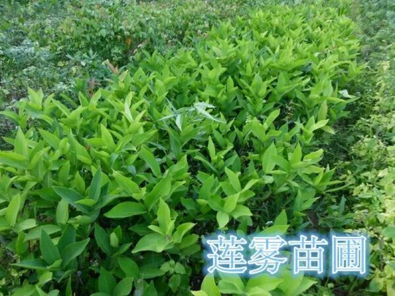 莲雾种苗阳台家庭后院盆栽种植成活率高产量高，死苗包讣