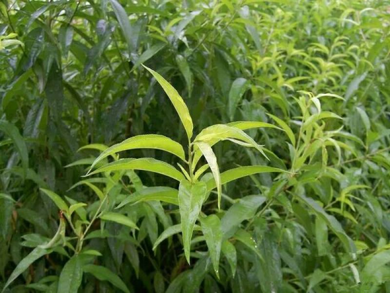 水蜜桃树苗阳台家庭后院盆栽种植成活率高产量高，