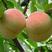 水蜜桃树苗阳台家庭后院盆栽种植成活率高产量高，
