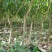 水蜜桃树苗阳台家庭后院盆栽种植成活率高产量高，