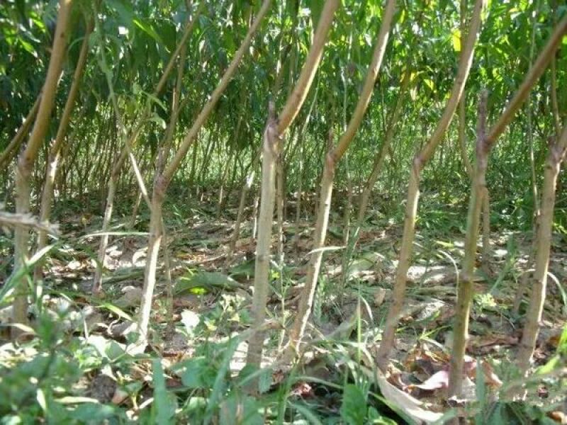 水蜜桃树苗阳台家庭后院盆栽种植成活率高产量高，