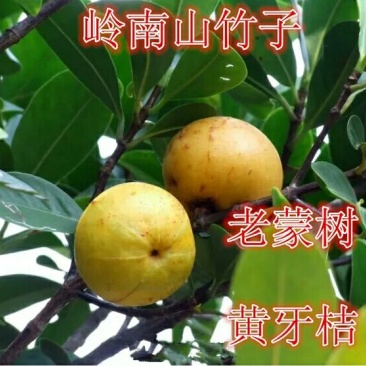 岭南山竹子苗阳台家庭后院盆栽种植成活率高产量高，死苗包补
