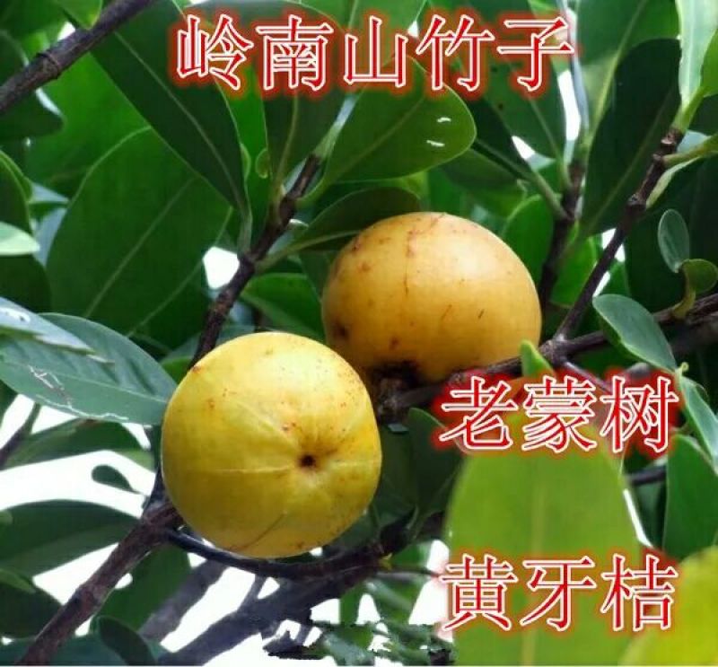 岭南山竹子苗阳台家庭后院盆栽种植成活率高产量高，死苗包补