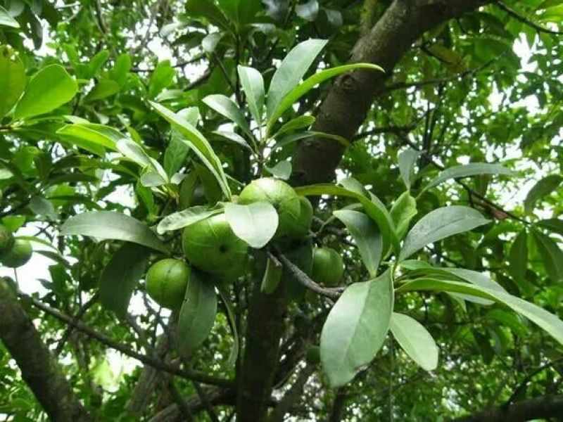 岭南山竹子苗阳台家庭后院盆栽种植成活率高产量高，死苗包补