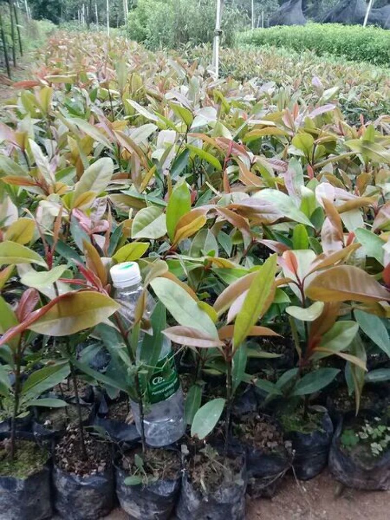 岭南山竹子苗阳台家庭后院盆栽种植成活率高产量高，死苗包补