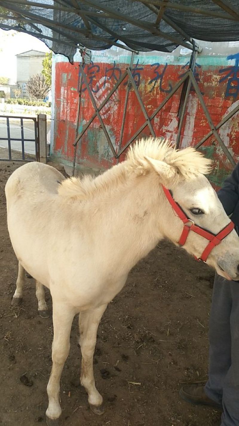 矮马100~200kg