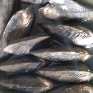 河蚌大量供应河蚌新鲜河蚌需要的客户预定
