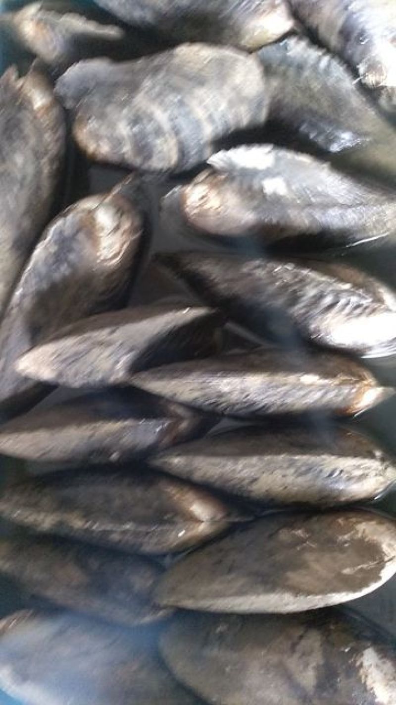 河蚌大量供应河蚌新鲜河蚌需要的客户预定