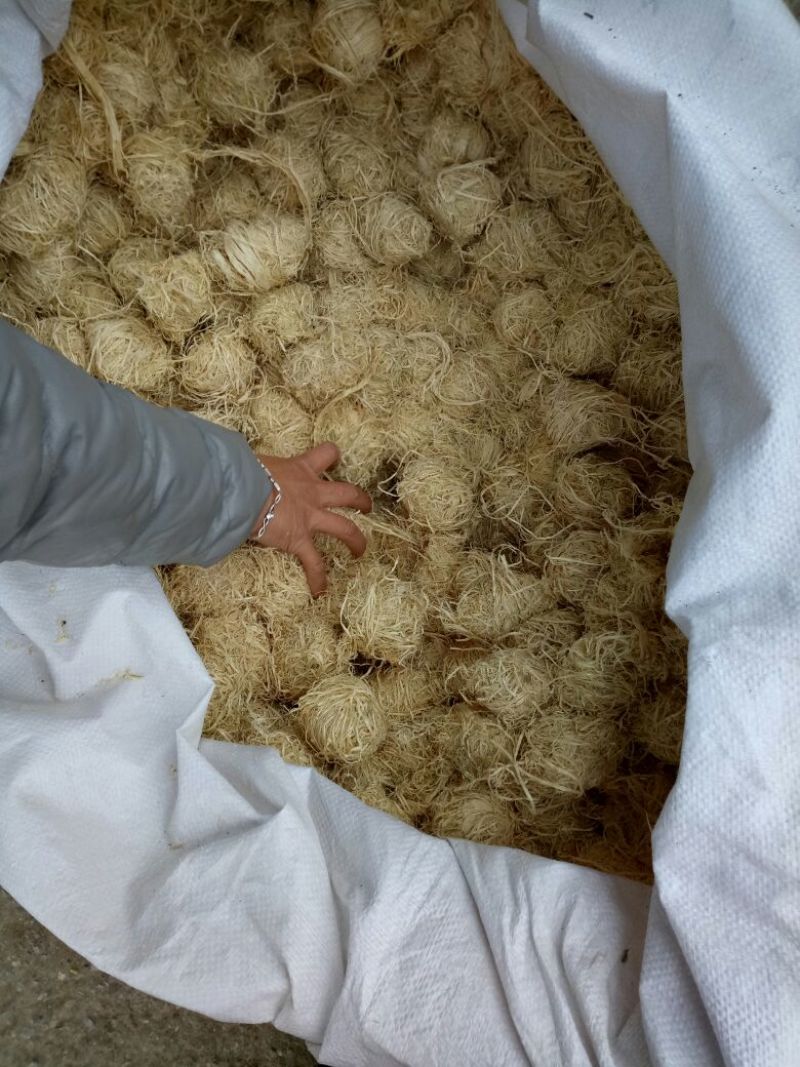竹茹广西干货圆球量大从优经营各种中药材