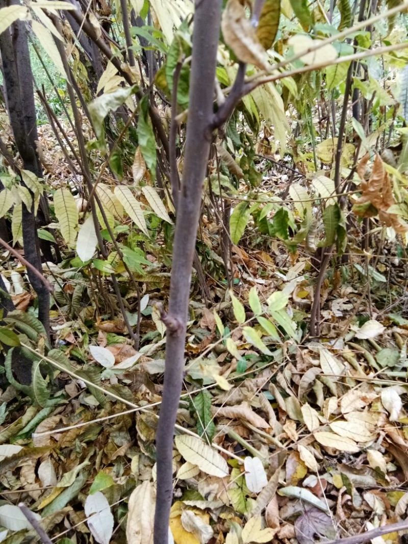 大棚红油香椿苗2一3公分