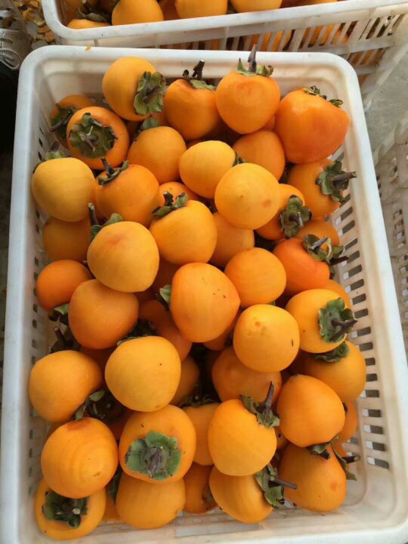 柿饼1~2两