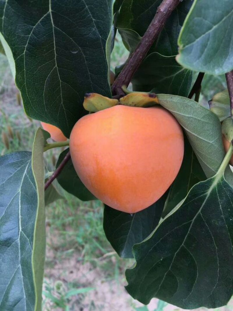 柿饼1~2两