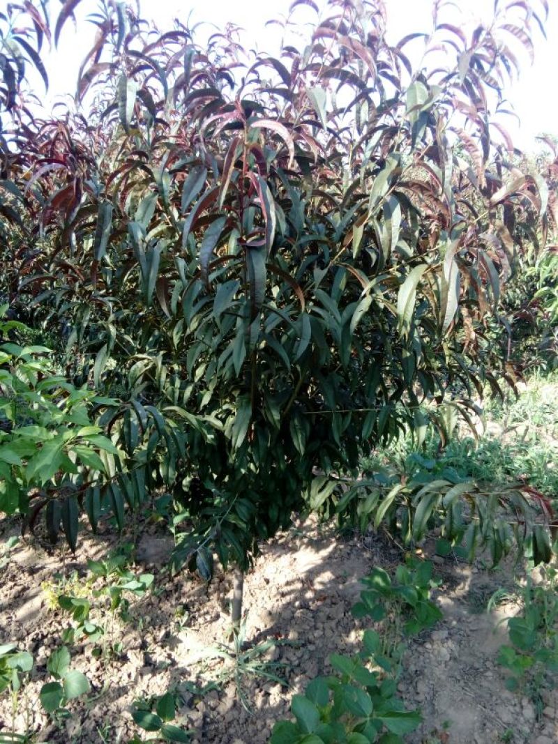 出售定植红叶碧桃，产地直供，支持线上交易，