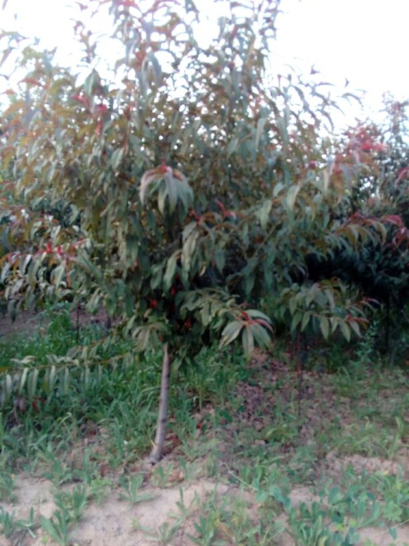 出售定植红叶碧桃，产地直供，支持线上交易，