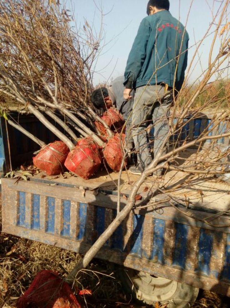 出售定植红叶碧桃，产地直供，支持线上交易，