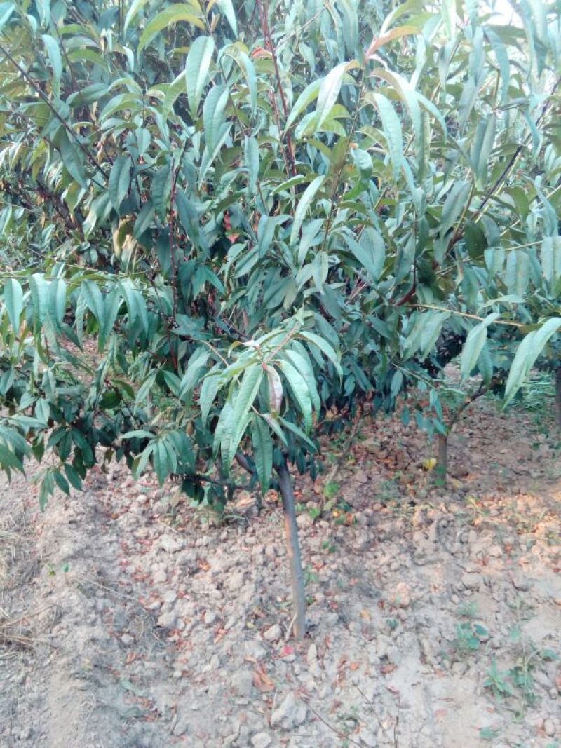 出售定植红叶碧桃，产地直供，支持线上交易，