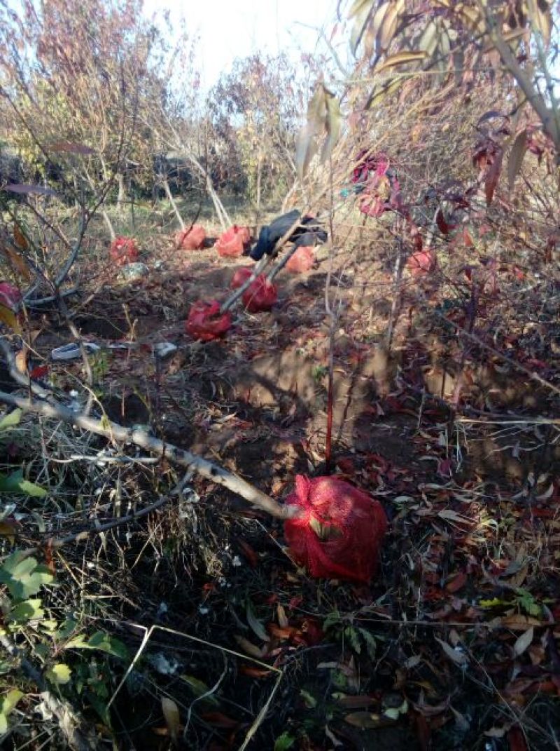 出售定植红叶碧桃，产地直供，支持线上交易，