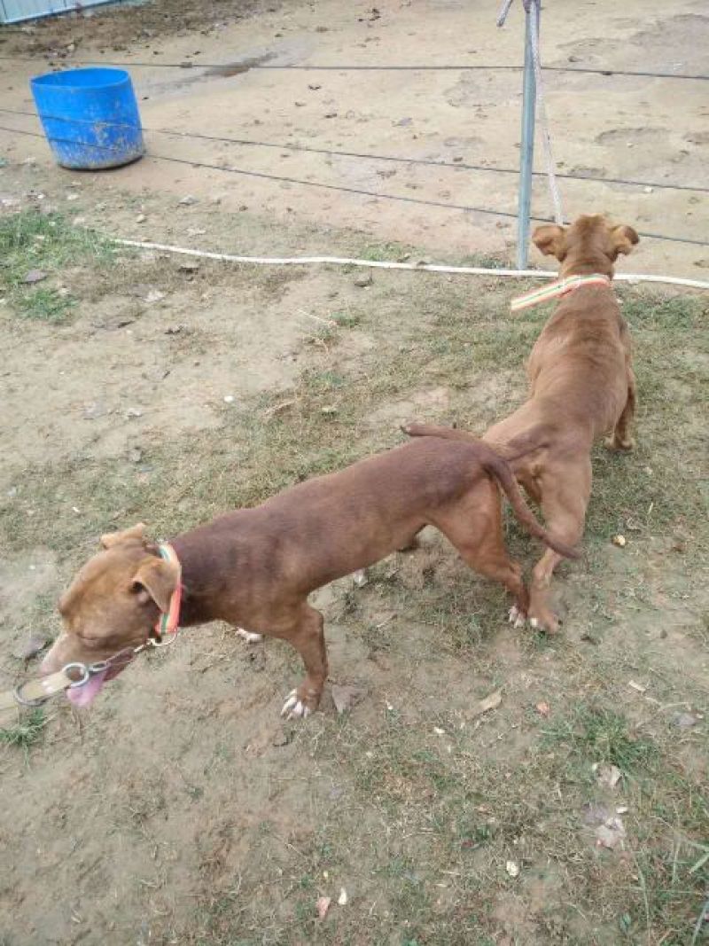 比特犬公
