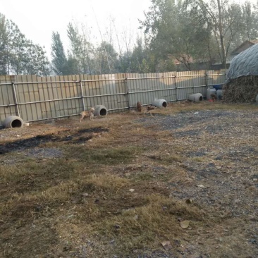 比特犬公