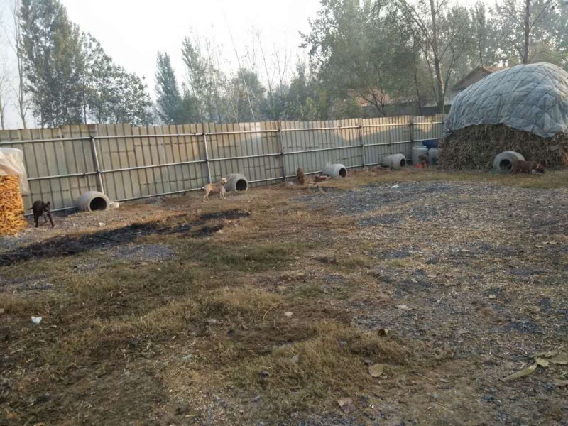 比特犬公