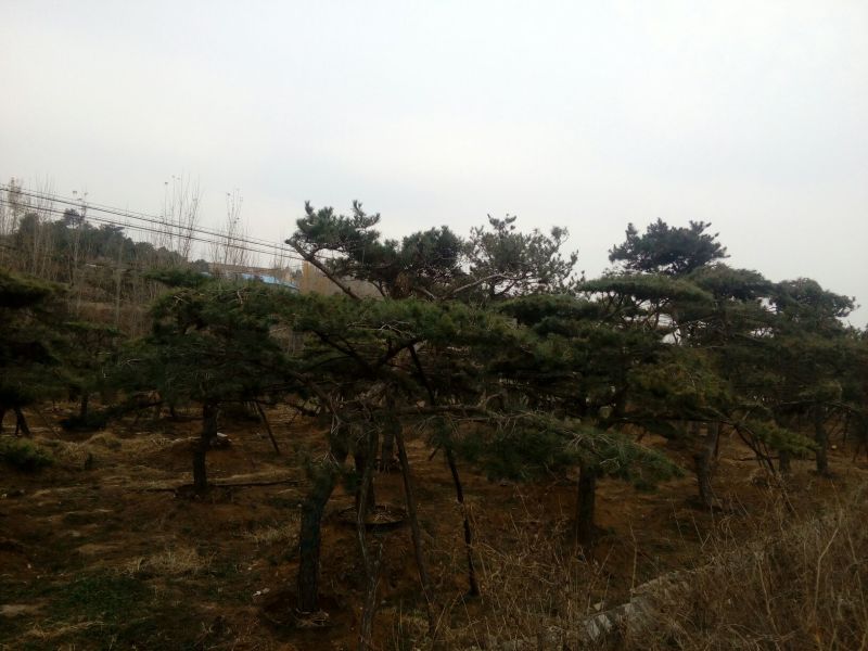 造型松14公分