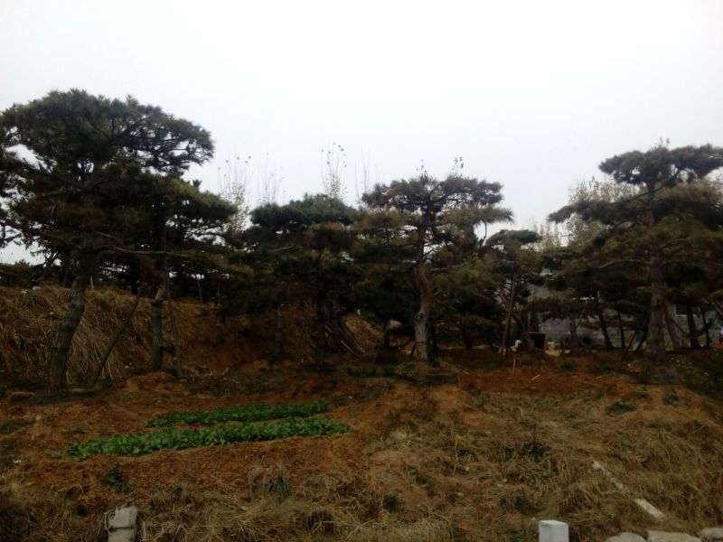 造型松14公分