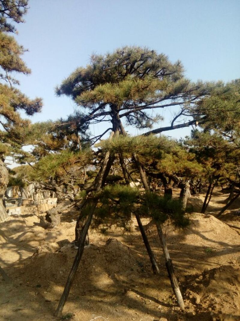 造型松14公分