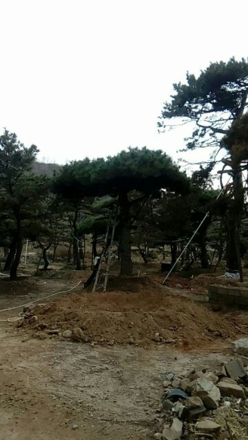 造型松14公分