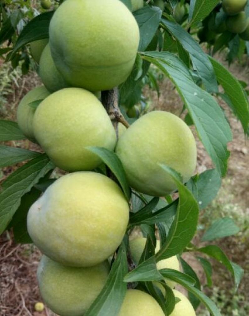 蜂糖李子苗50~100cm