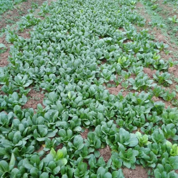 上海青小白菜10~20cm