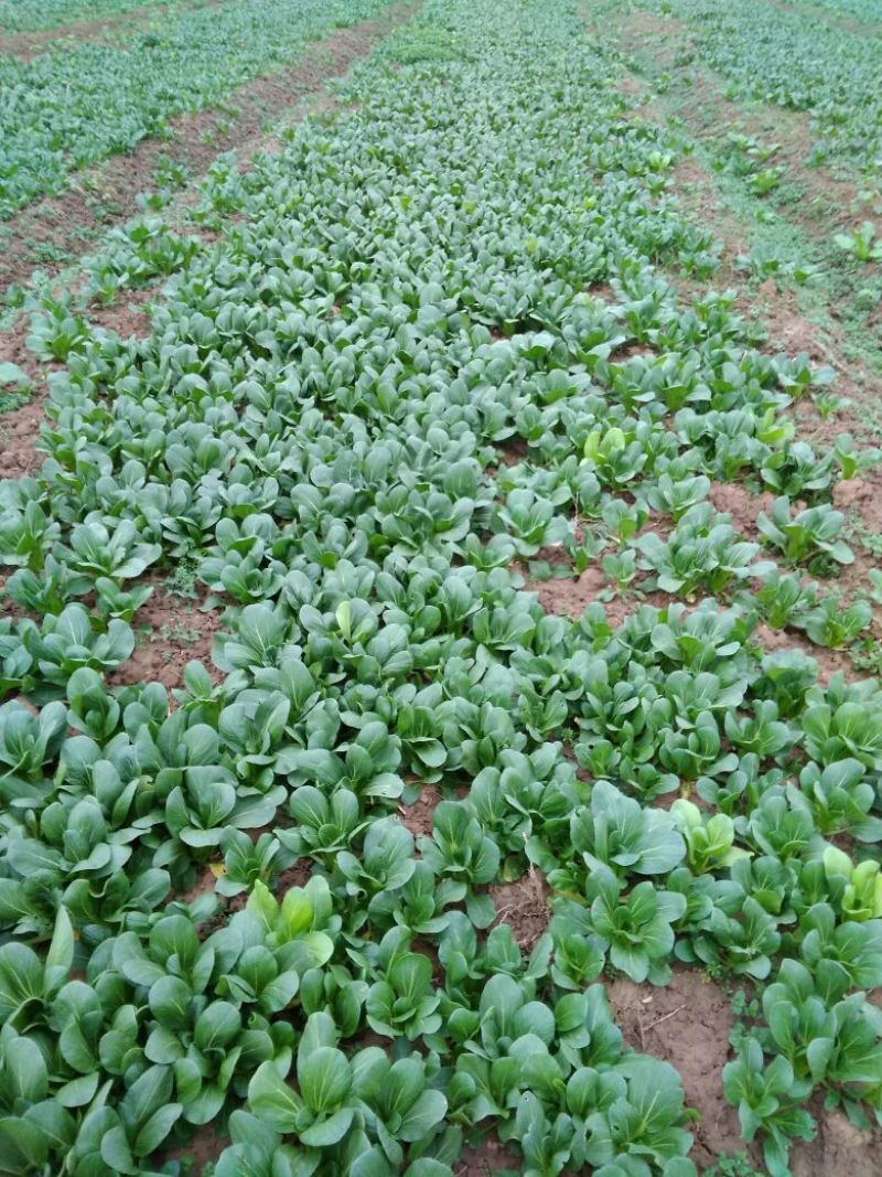 上海青小白菜10~20cm